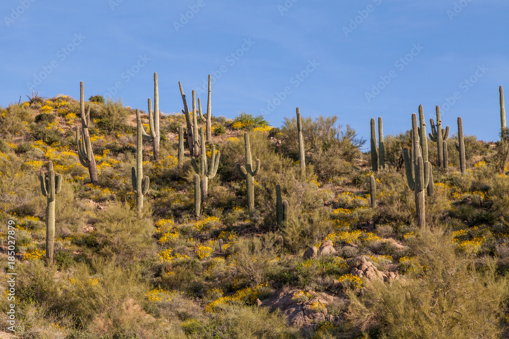 Springtime in the Arizona Desert Springtime in the Arizona Desert