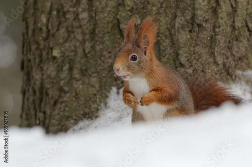 Ecureuil roux dans la neige au pied d'un sapin