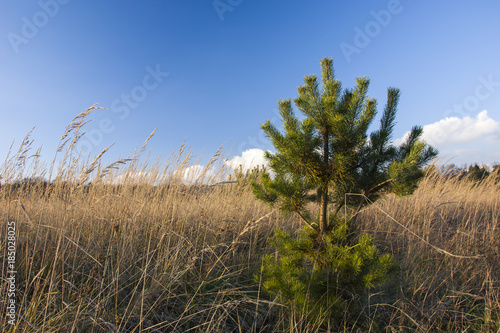 Young wild pine tree in the meadow