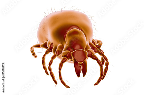 Tick Ixodes, an arthropod responsible for transmission of bacterium Borrelia burgdorferi that causes Lyme disease, it also transmits viral encephalitis and other infections, 3D illustration photo