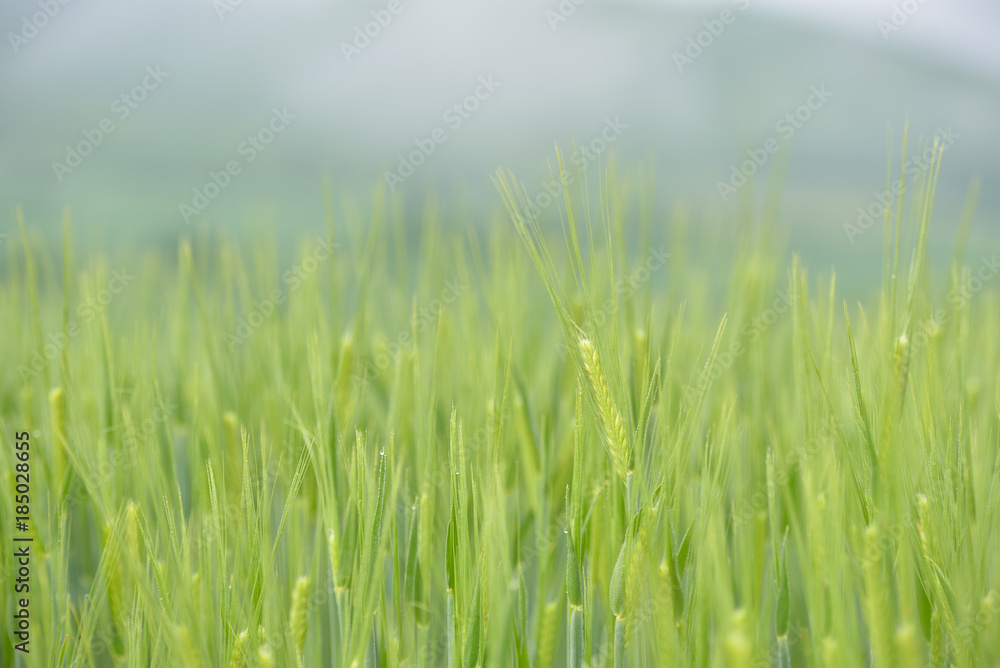 Green wheat field in rainy day