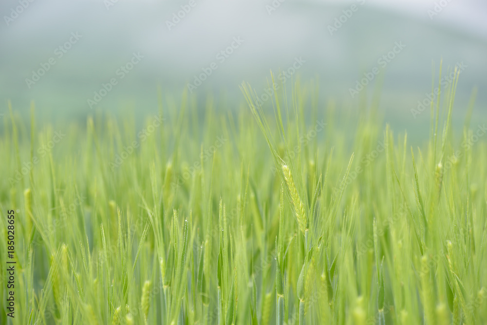 Green wheat field in rainy day Green wheat field in rainy day
