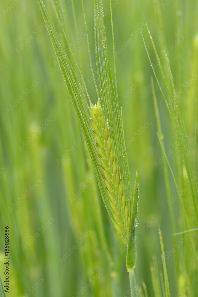 Green wheat field in rainy day Green wheat field in rainy day
