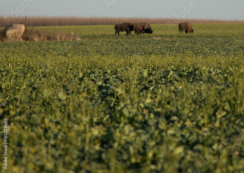 wild powerful bison standing on a rape field grazing peacefully in the autumn sun photo