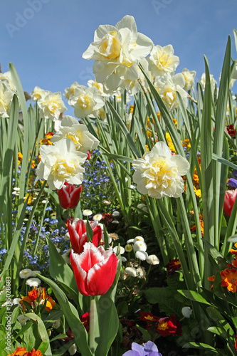 Fototapeta Naklejka Na Ścianę i Meble -  Narcisse double 'Fair Lady' 