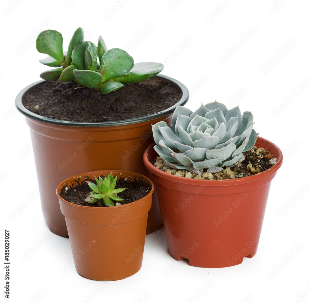 succulents plant in pot on white background succulents plant in pot on white background
