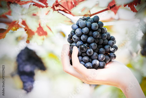 woman hand hold purple red grapes on the vine