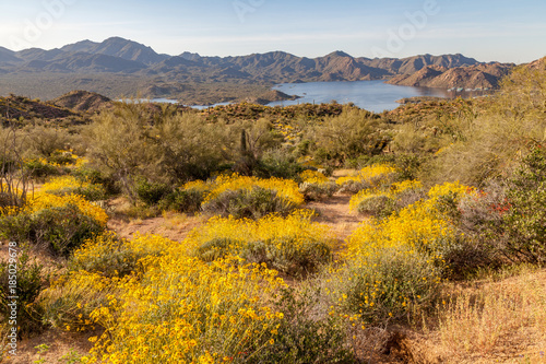 Scenic Arizona Desert Landscape in Spring