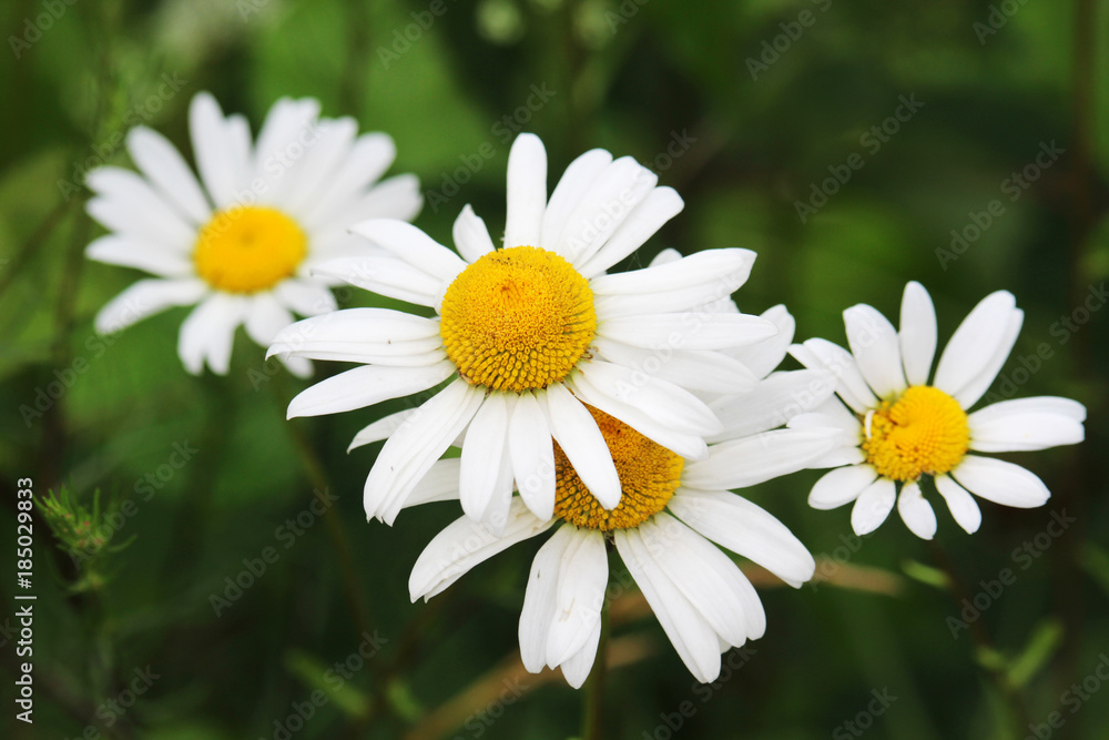 Obraz premium Daisies in a summer field 