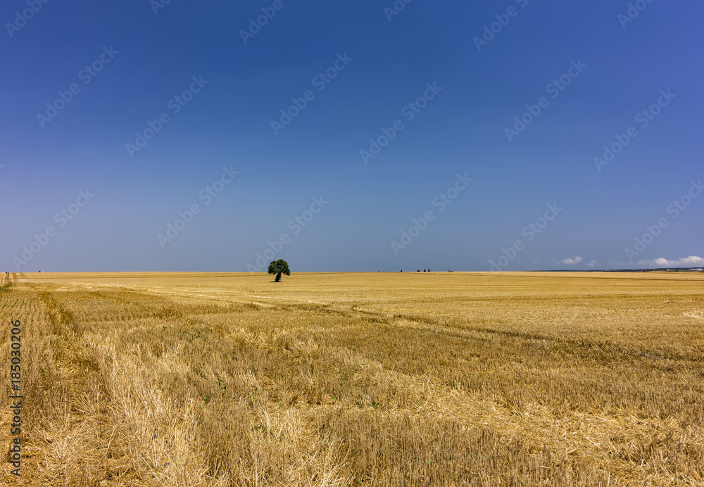 Alone tree in a field.