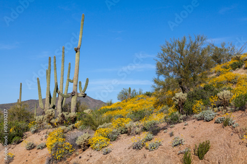 Scenic Arizona Desert Landscape in Spring