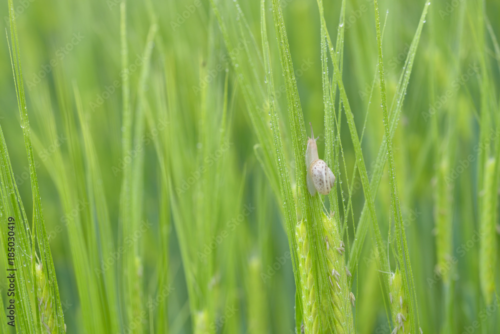 Snail on green wheat field in rainy day Snail on green wheat field in rainy day