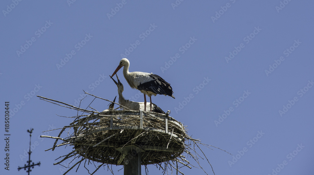 Fototapeta premium Stork