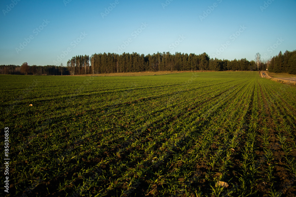 agricultural field with sown green plants growing evenly from the brown soil agricultural field with sown green plants growing evenly from the brown soil