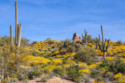 Scenic Arizona Desert Landscape in Spring © natureguy