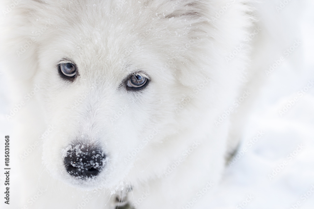 Sad muzzle of a large white dog closeup