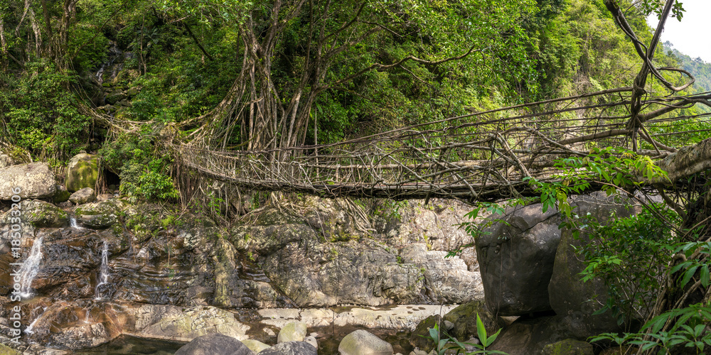 Naklejka premium Living roots bridge near Nongriat village, Cherrapunjee, Meghalaya, India. This bridge is formed by training tree roots over years to knit together.