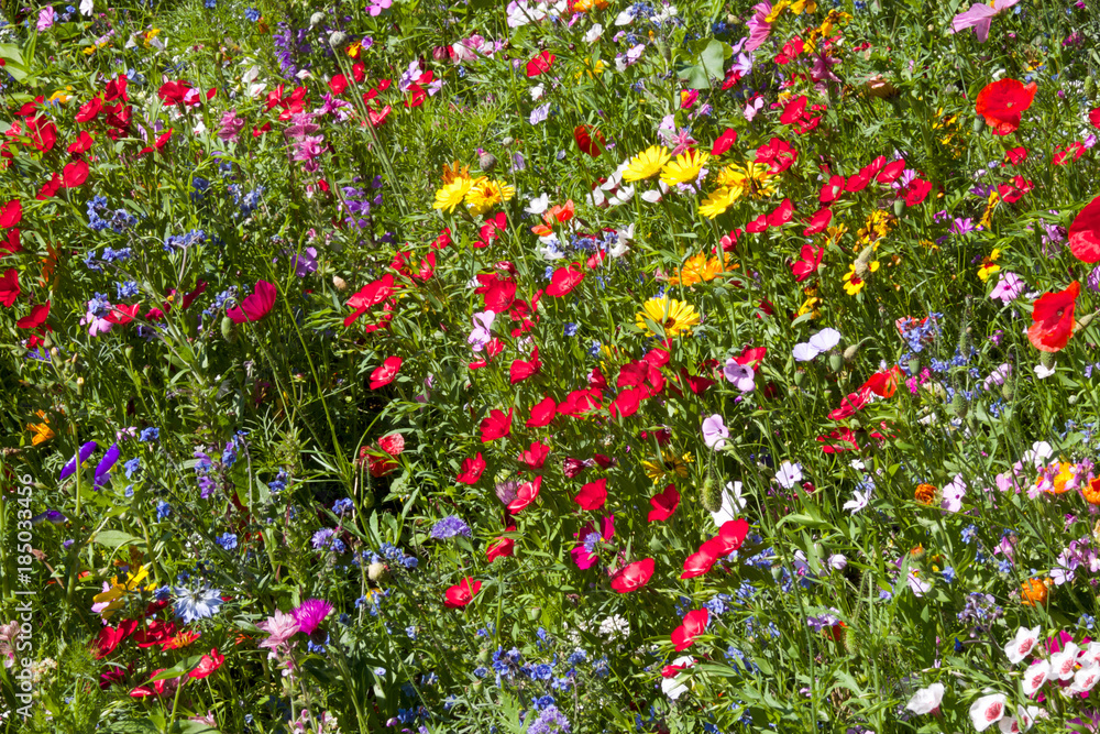 field of summer wild flowers, daisy, poppy, very colourful, yellow, green, blue, red, colours