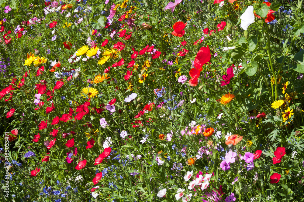 field of summer wild flowers, daisy, poppy, very colourful, yellow, green, blue, red, colours field of summer wild flowers, daisy, poppy, very colourful, yellow, green, blue, red, colours