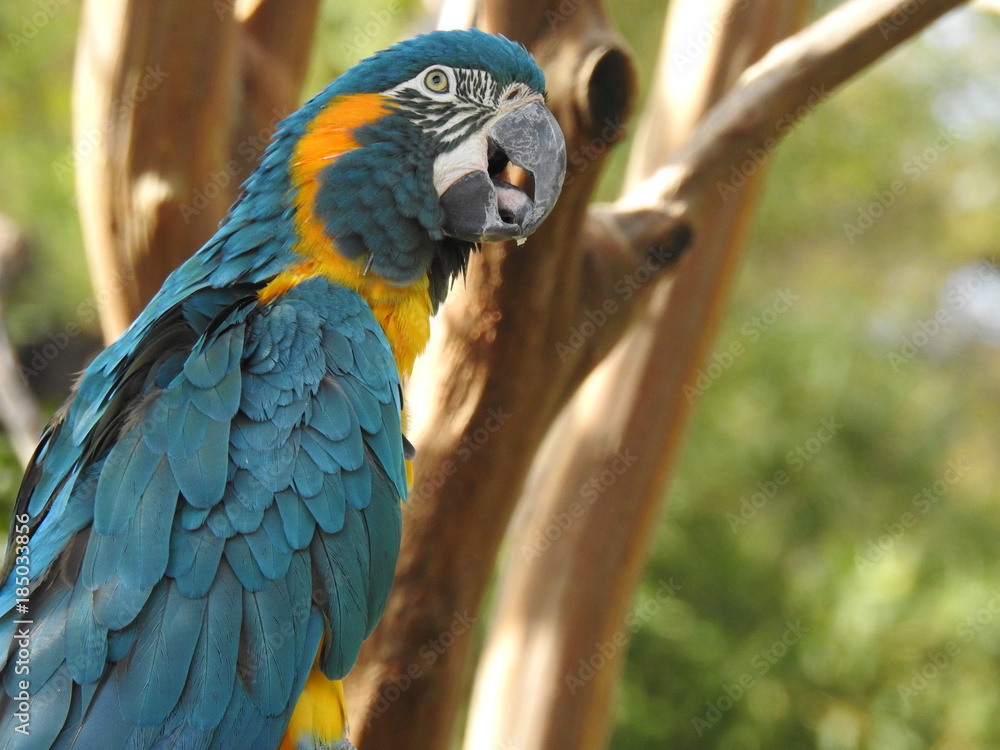 Obraz premium Blue and gold Macaw