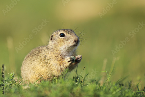 European ground squirrel endagered endemic species -Spermophilus citellus © sci