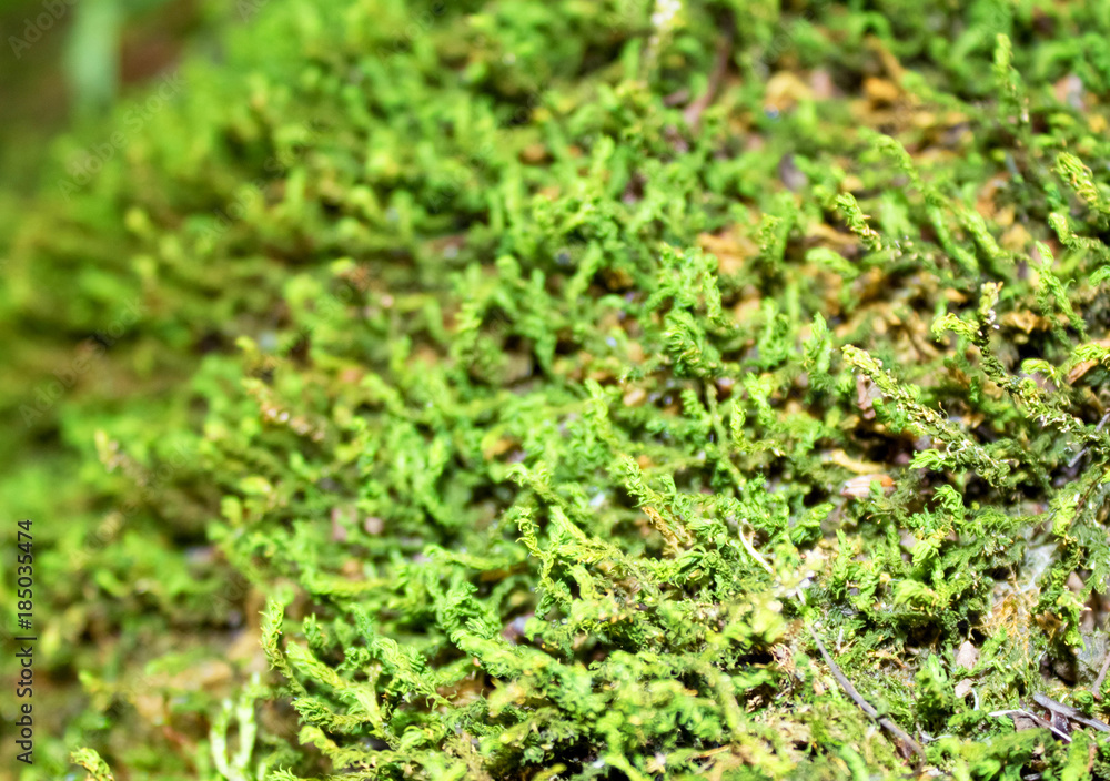 Beautiful, green moss on the bottom of the gorge Beautiful, green moss on the bottom of the gorge