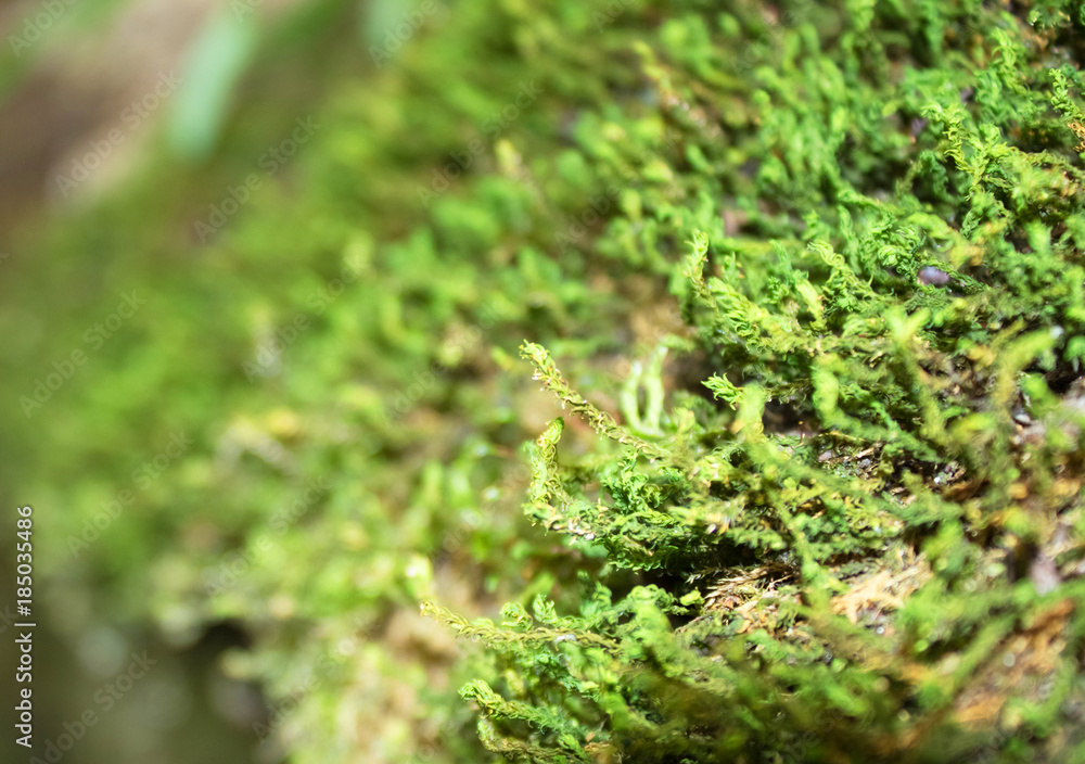 Beautiful, green moss on the bottom of the gorge Beautiful, green moss on the bottom of the gorge