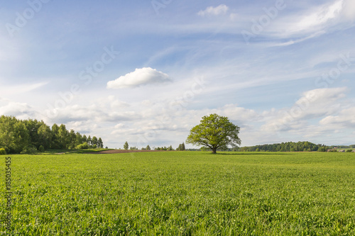 The big, old oak with green leaves grows in the green field against the background of the blue sky with clouds in summer, sunny day. Latvia, Vidzeme.