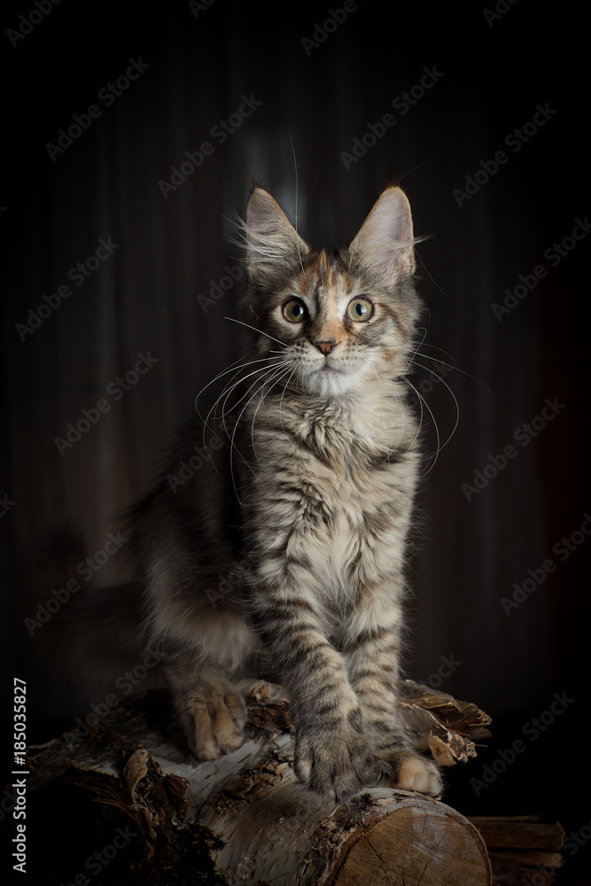 Котенок Мейн кун с большими глазами и кисточками на ушах