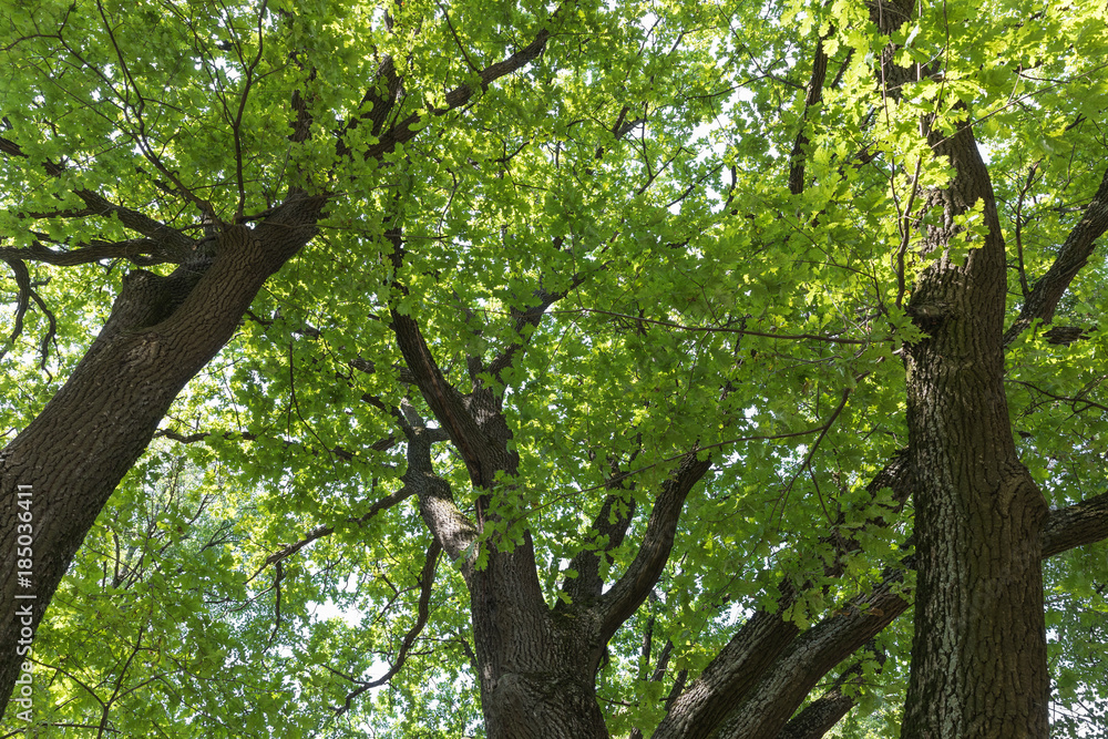 green oak trees green oak trees
