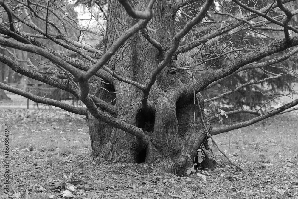 Wien, Botanischer Garten, 2017, Geister Baum Wien, Botanischer Garten, 2017, Geister Baum