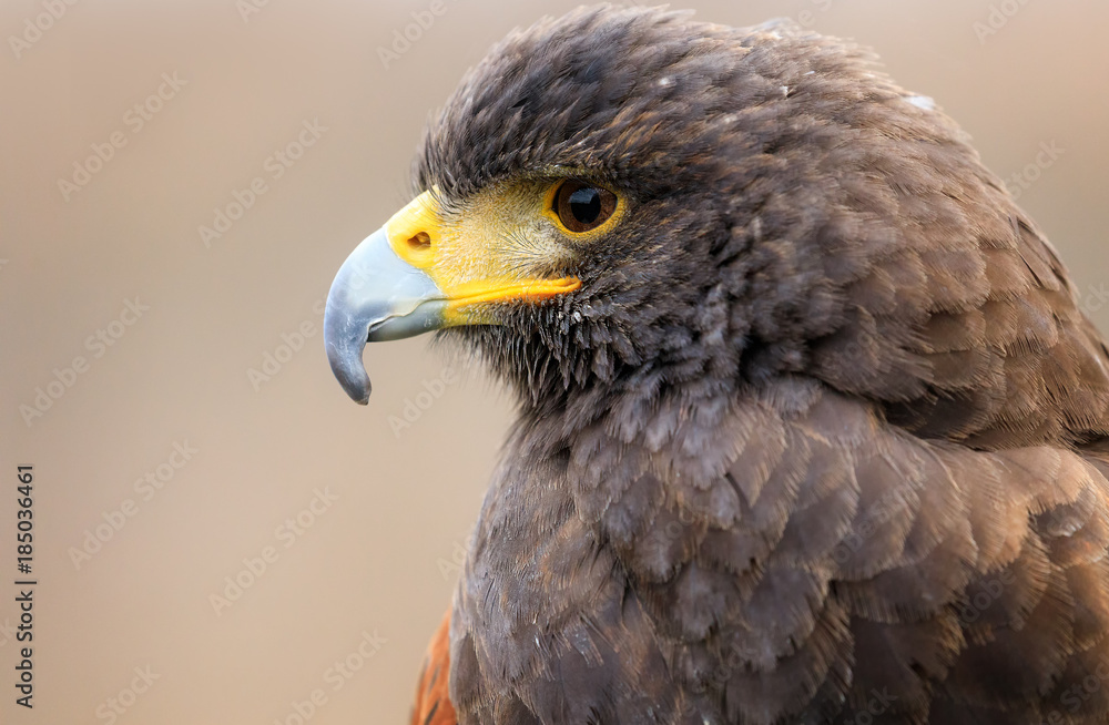Fototapeta premium Falcon eye close-up