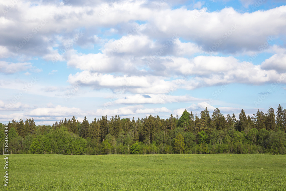 The green field, the wood, the blue sky with clouds. Latvia, to Vidzeme. Summer, sunny day.Copy space.