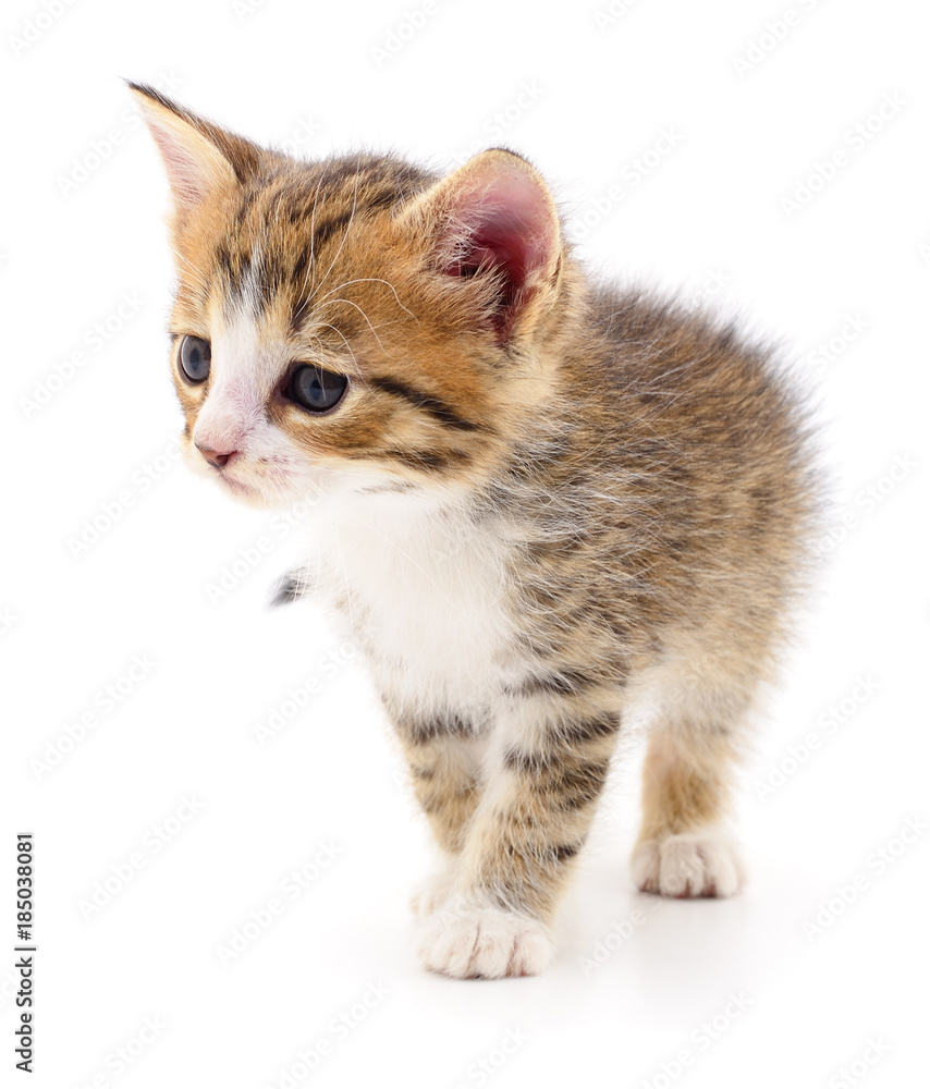 Kitten on white background. Kitten on white background.