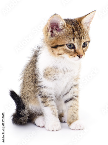 Kitten on white background.