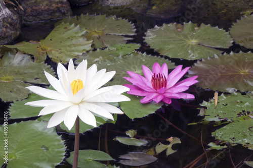 Creek with the blossoming lotuses