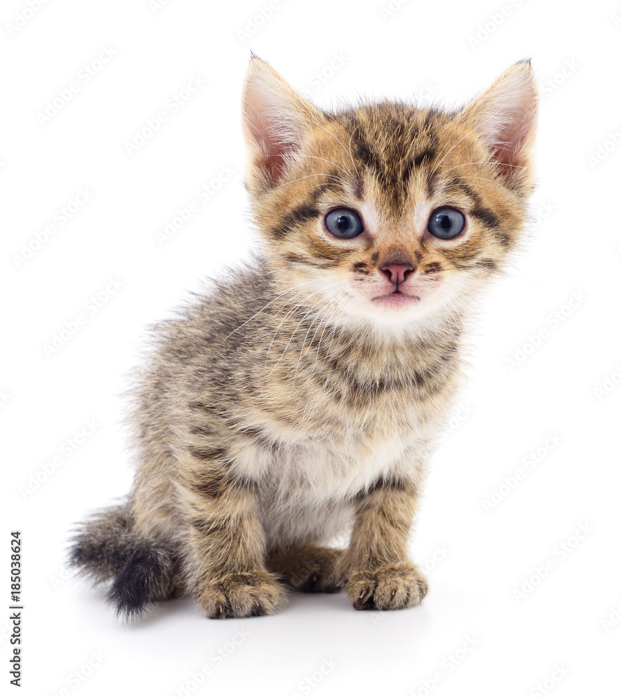 Fototapeta premium Kitten on white background.