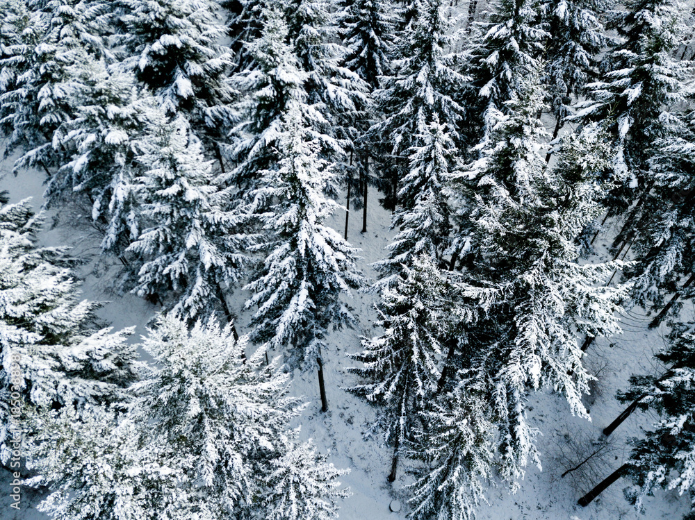 Aerial view of snow covered forest in winter in Switzerland, Europe Aerial view of snow covered forest in winter in Switzerland, Europe