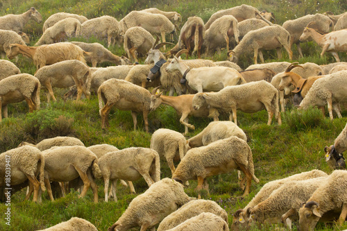 Gregge di pecore e capre