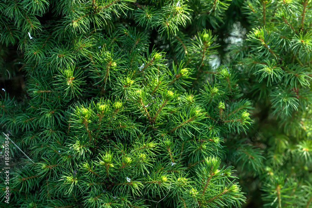Green needles on branches of the Canadian fir-tree Conica growing in a summer garden.