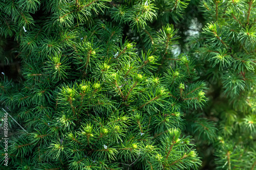 Obraz na płótnie Green needles on branches of the Canadian fir-tree Conica growing in a summer garden. w salonie