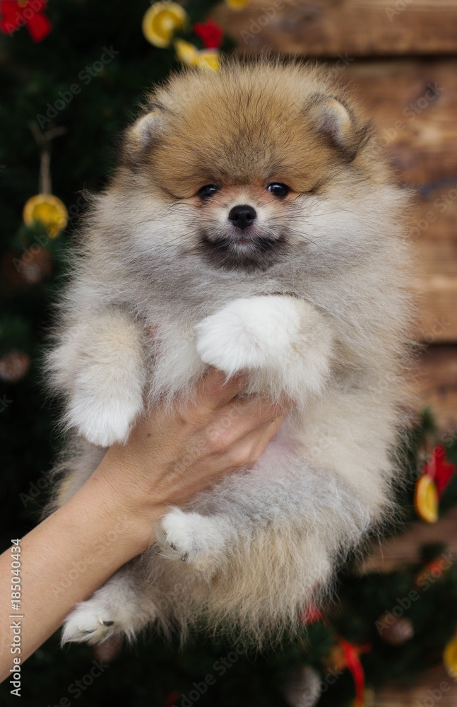 Pomeranian Puppy on Christmas Background