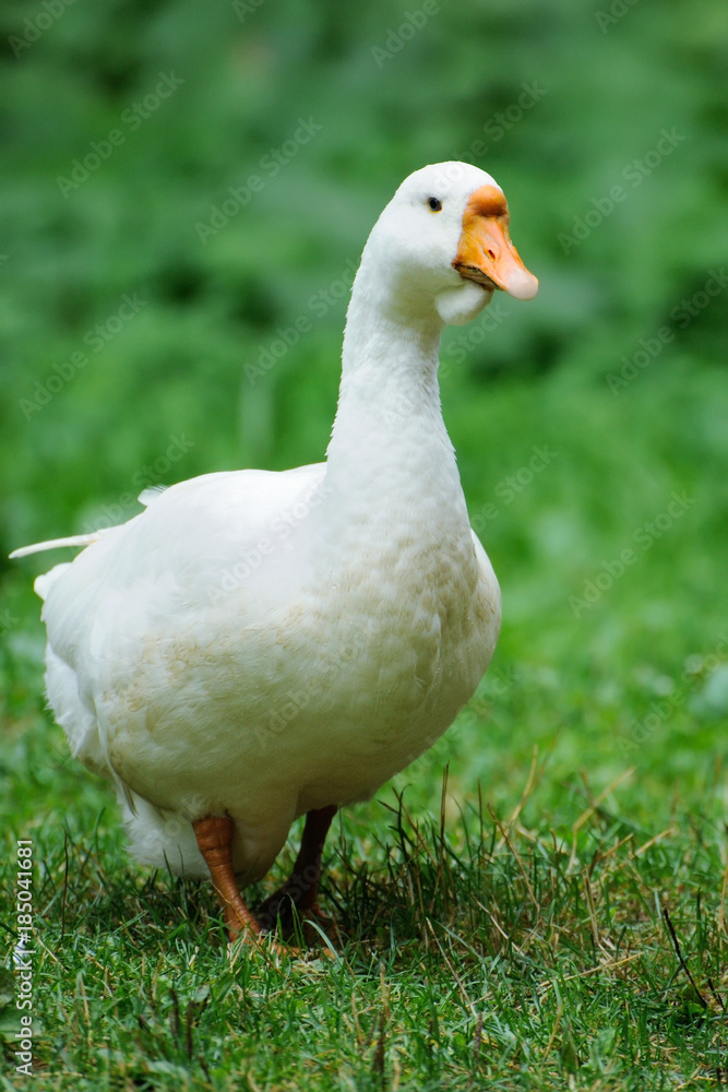 Side view of white goose. Side view of white goose.
