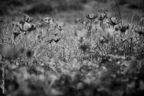 X-Ray Anemones field