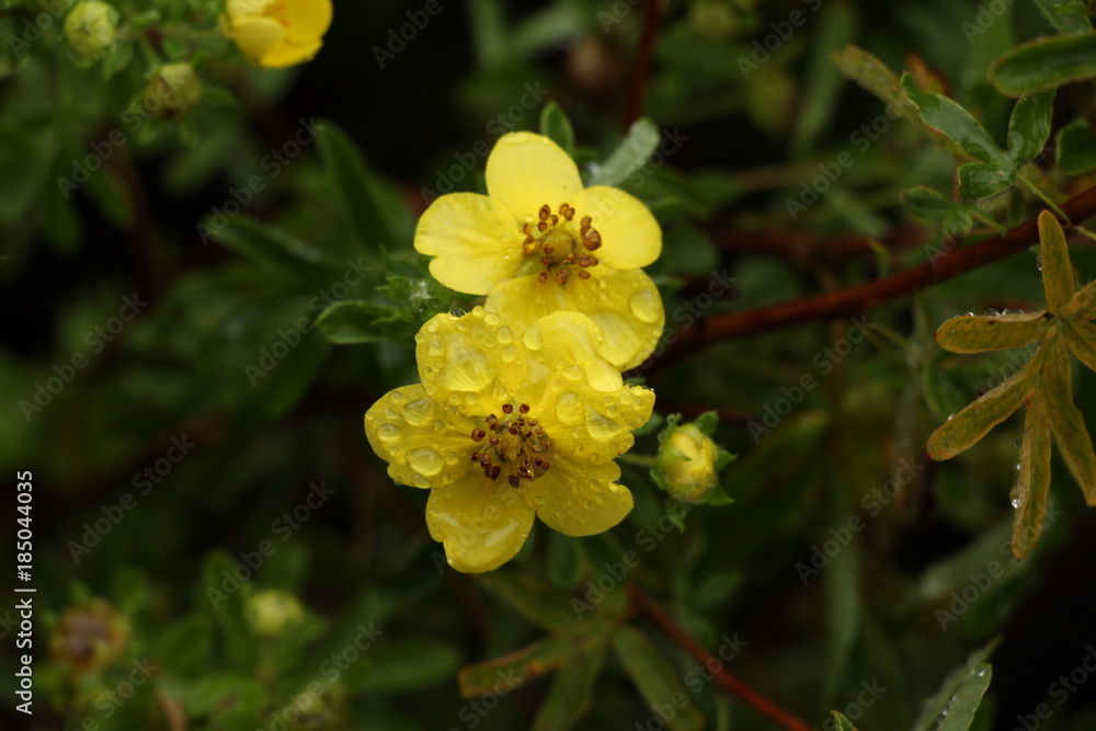 Fleure jaune Fleure jaune