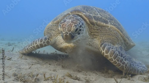 Green sea turtle feeding sea grass underwater close up
