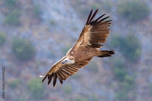 Griffon vulture flying above Uvac river in Serbia © Geza Farkas