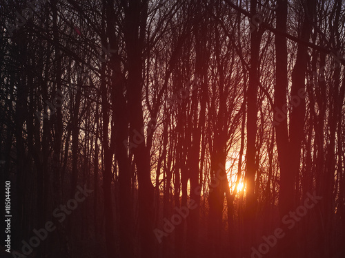 Warm sunlight at sunset in managed woodland in England,UK.