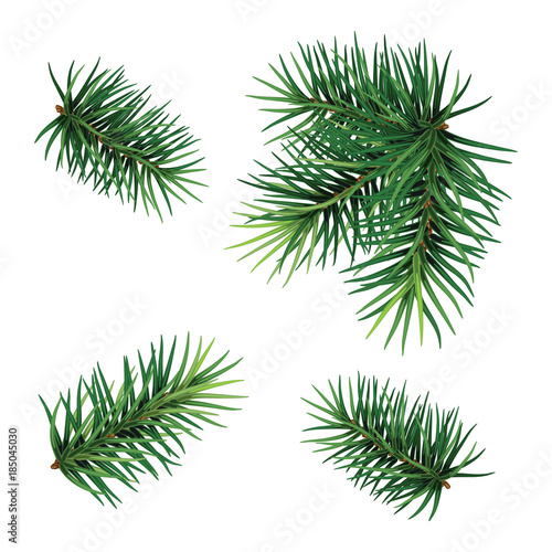Set   fir-tree branches for festive design. Close-up. Isolated. Christmas. New Year.   Vector Illustration .Eps 10.