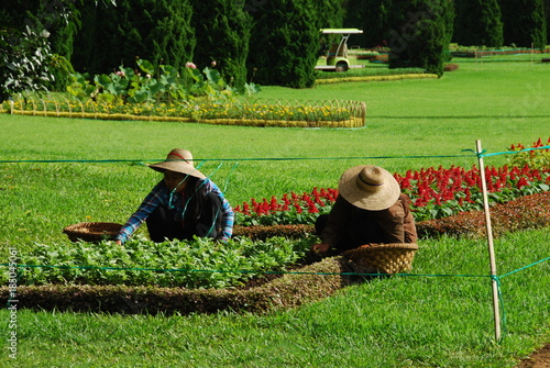 Jardinières repiquant des fleurs photo